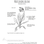 Utforsk planter: marianøkleblom