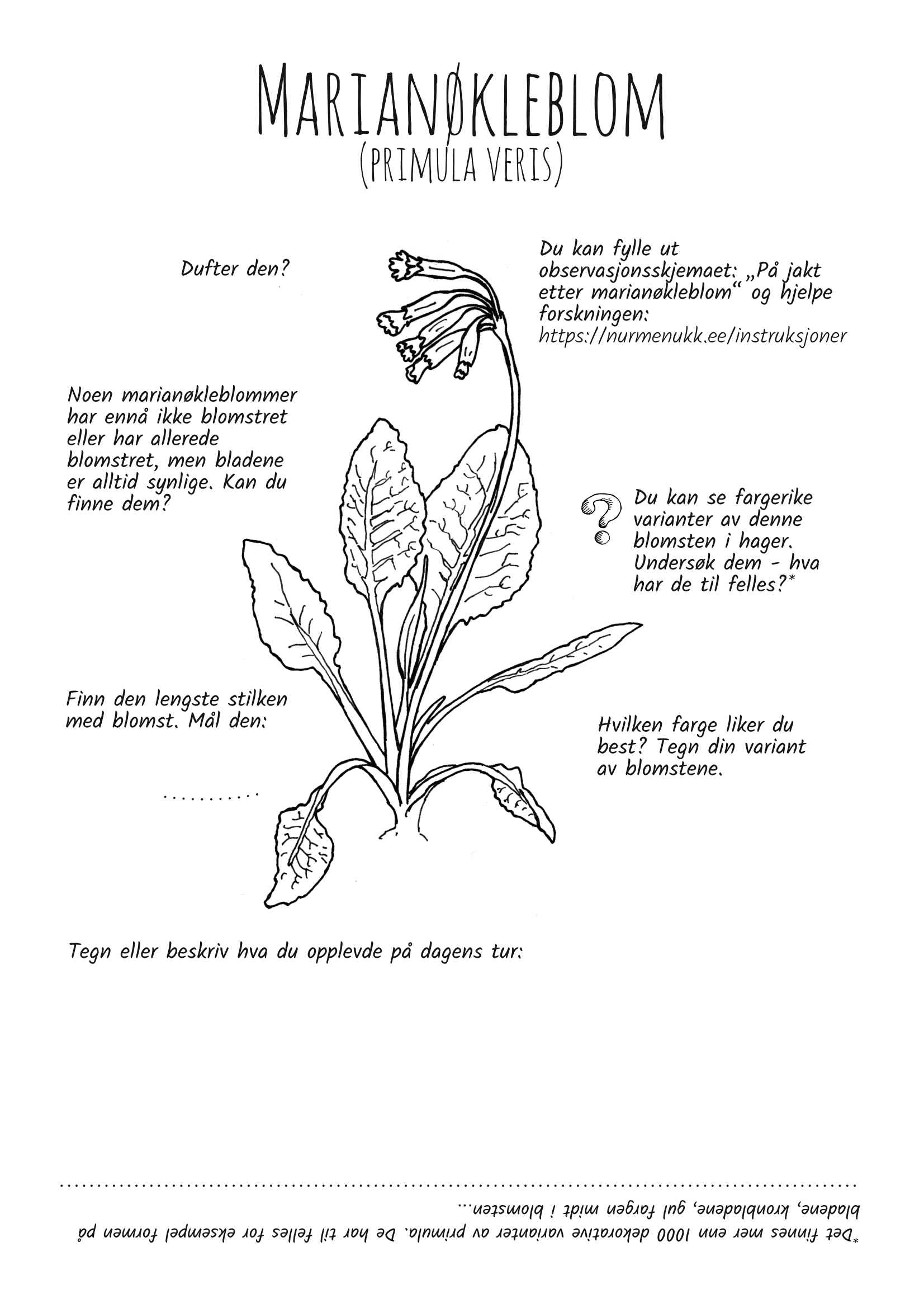 Utforsk planter: marianøkleblom