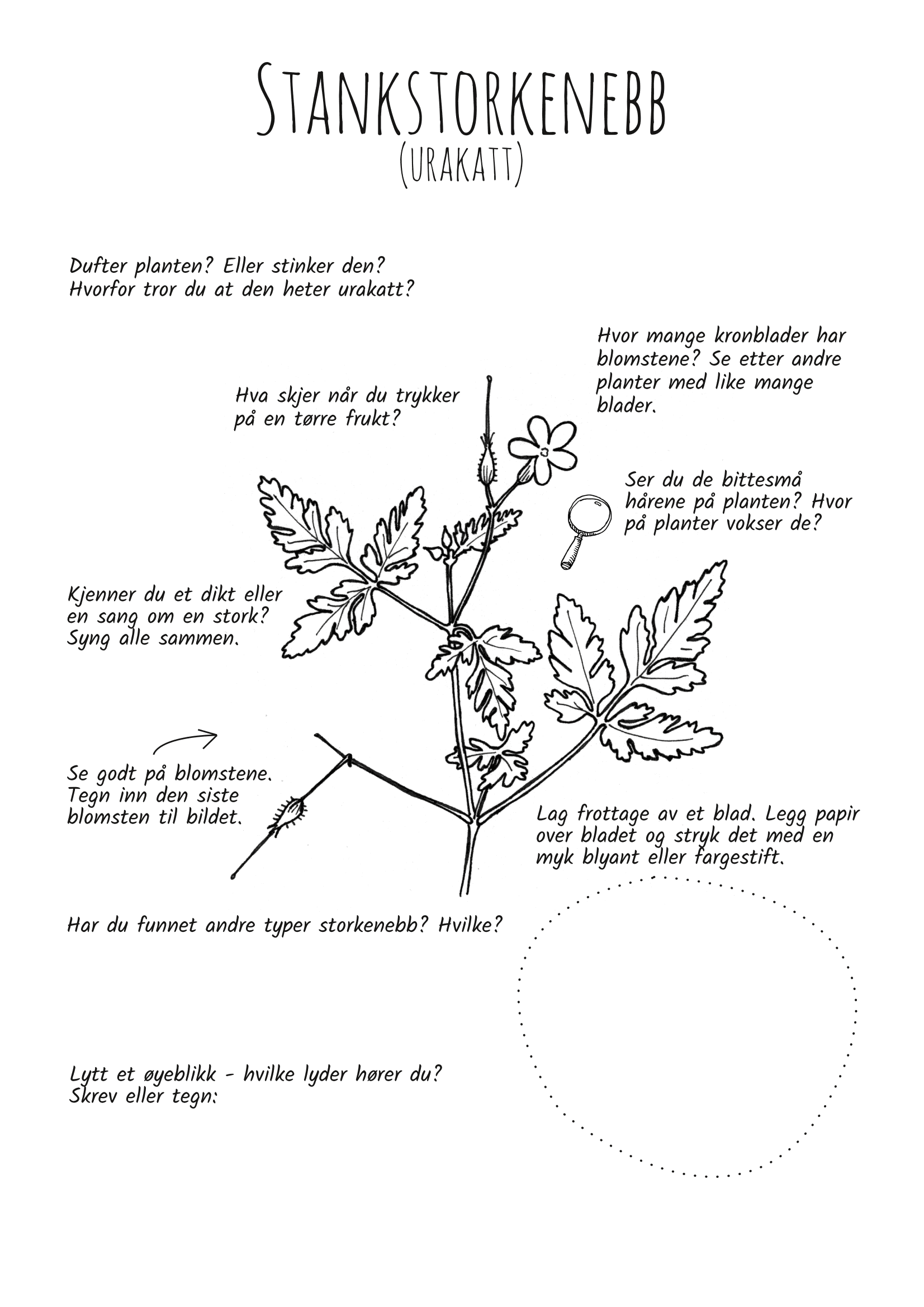 Utforsk planter: stankstorkenebb
