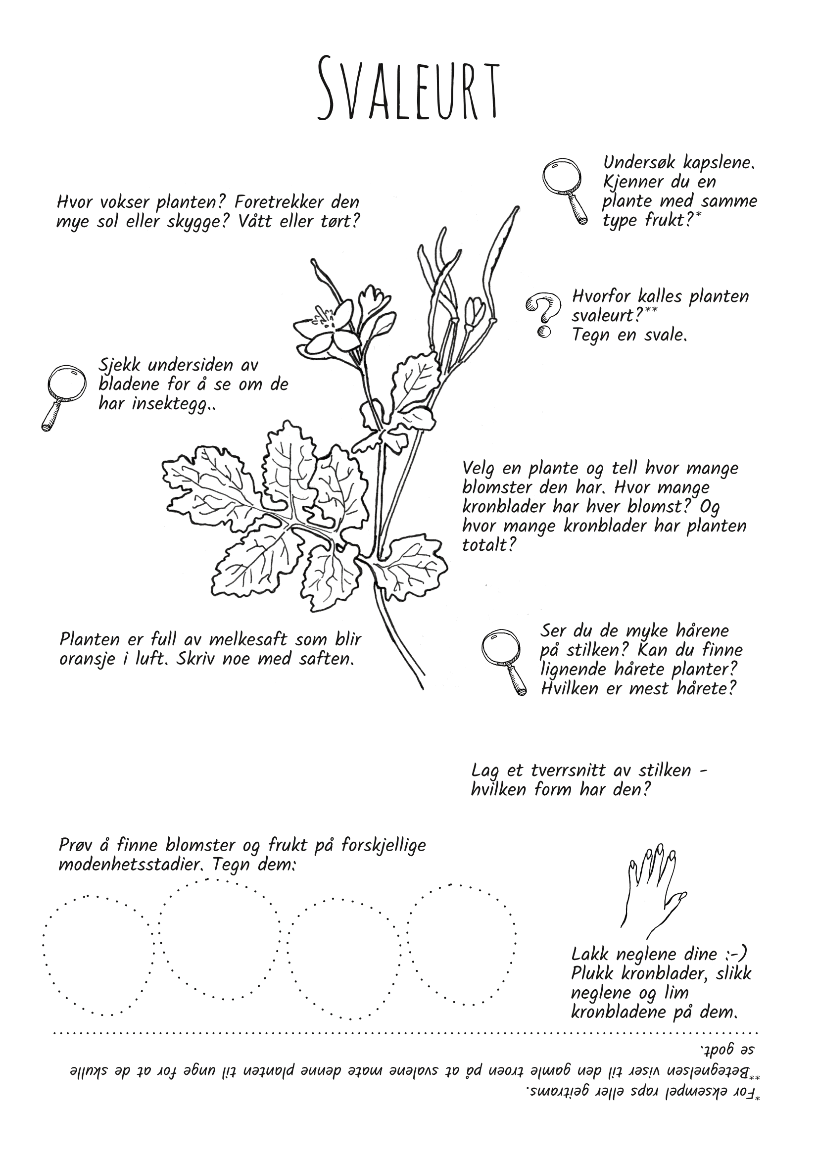 Utforsk planter: svaleurt