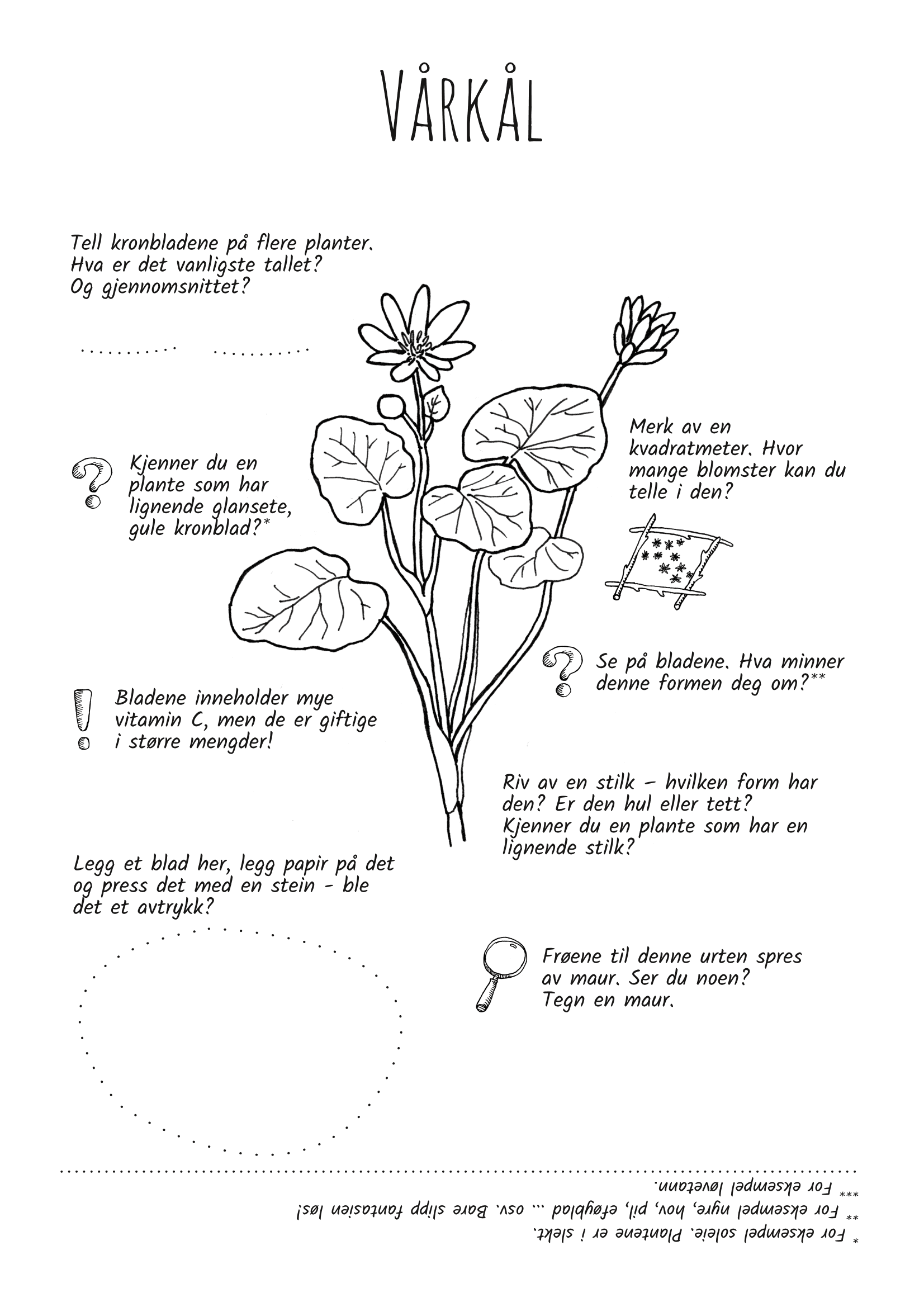 Utforsk planter: vårkål