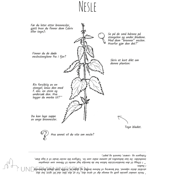 Utforsk planter: nesle