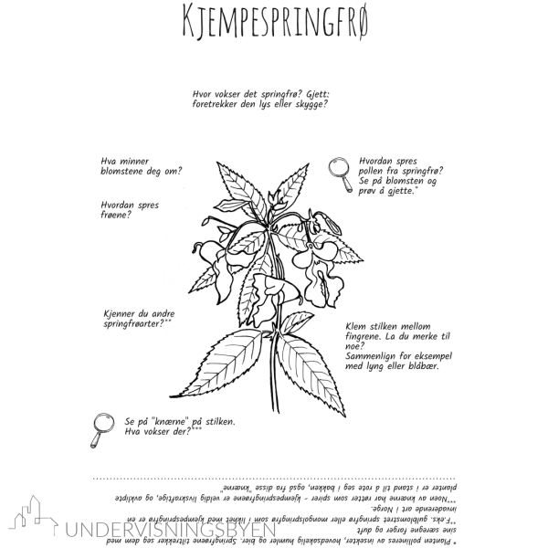 Utforsk planter: kjempespringfrø