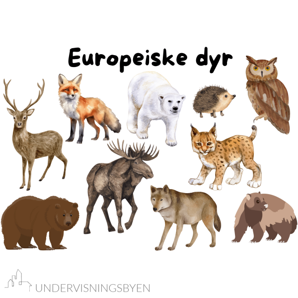 8 plakater i A3 til klasserommet / dyreliv / kjæledyr / gårdsdyr / afrikanske dyr / asiatiske dyr / europeiske dyr osv. - Bilde 6