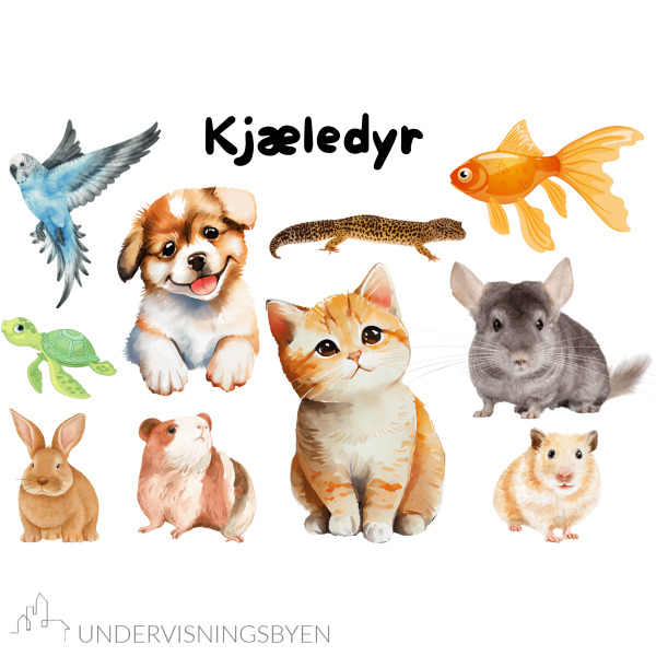 8 plakater i A3 til klasserommet / dyreliv / kjæledyr / gårdsdyr / afrikanske dyr / asiatiske dyr / europeiske dyr osv. - Bilde 2