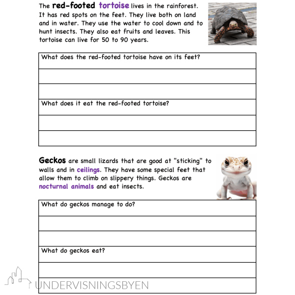 A booklet on: Exploring reptiles in the rainforest - Bilde 4