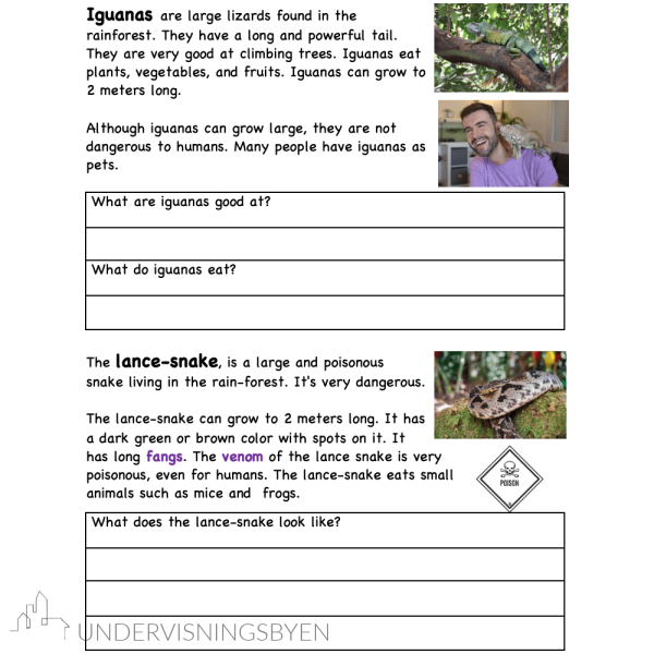 A booklet on: Exploring reptiles in the rainforest - Bilde 5