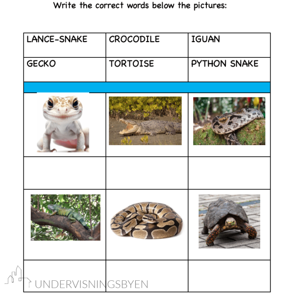 A booklet on: Exploring reptiles in the rainforest - Bilde 6