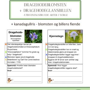 Dragehodeblomsten & dragehodeglansbillen – utrydninsgstruede arter i Norge